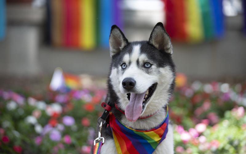 Mission Husky wearing rainbow bandana in front of GSRC building with pride flags draped behind him