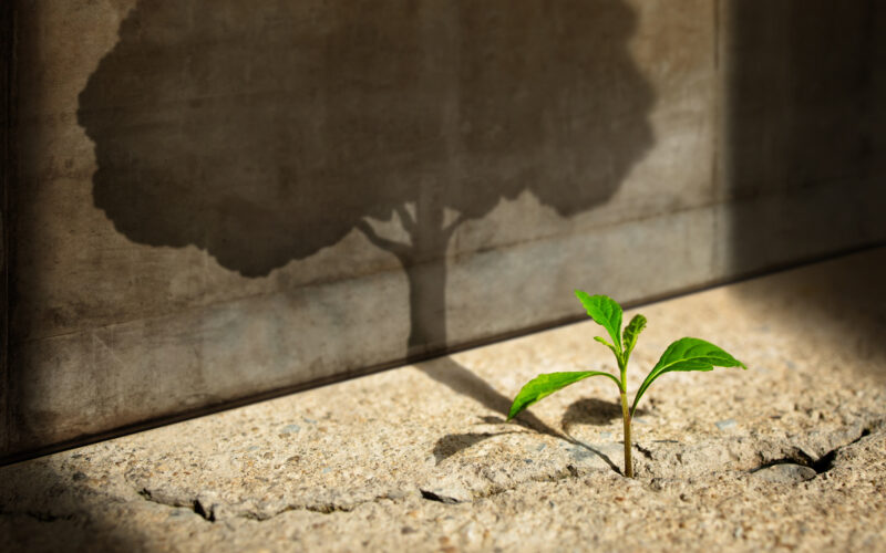 Green sprout plant growing in cracked concrete casting a shadow of a big tree on a concrete wall