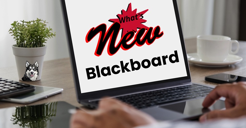 What's New in Blackboard on laptop screen - Laptop sitting on desk with hands touching keyboard - Huskie dog on flower pot and coffee cup in background on desk